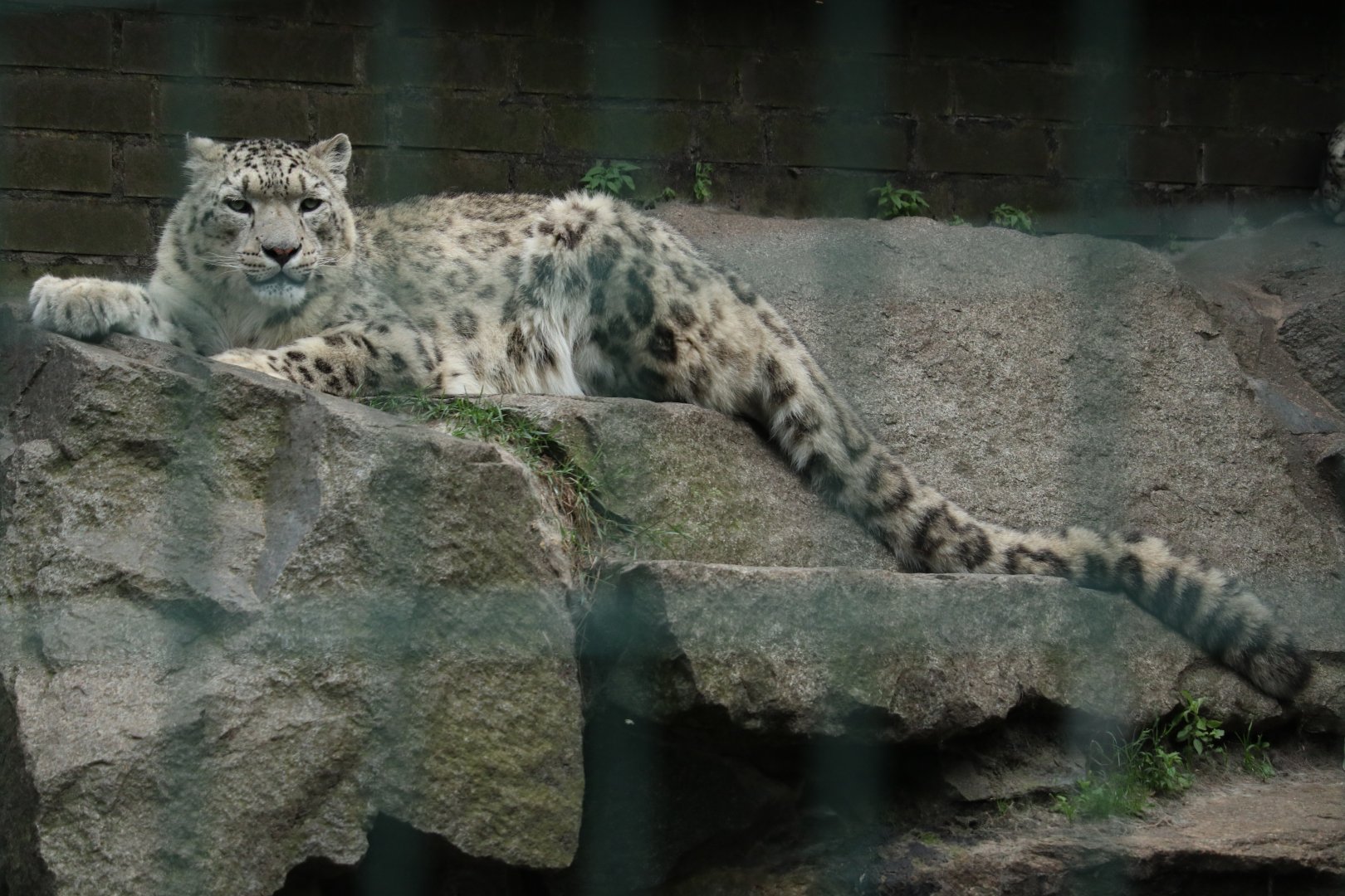Snow Leopard