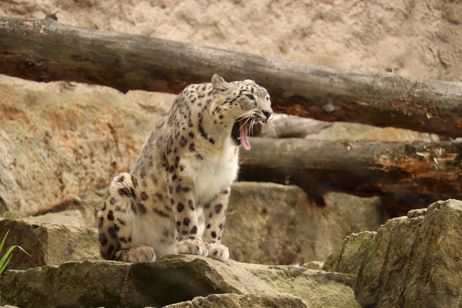 Snow Leopard
