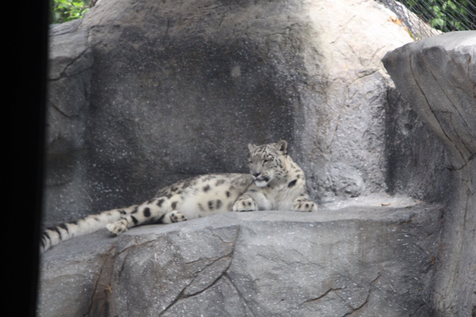 Snow Leopard