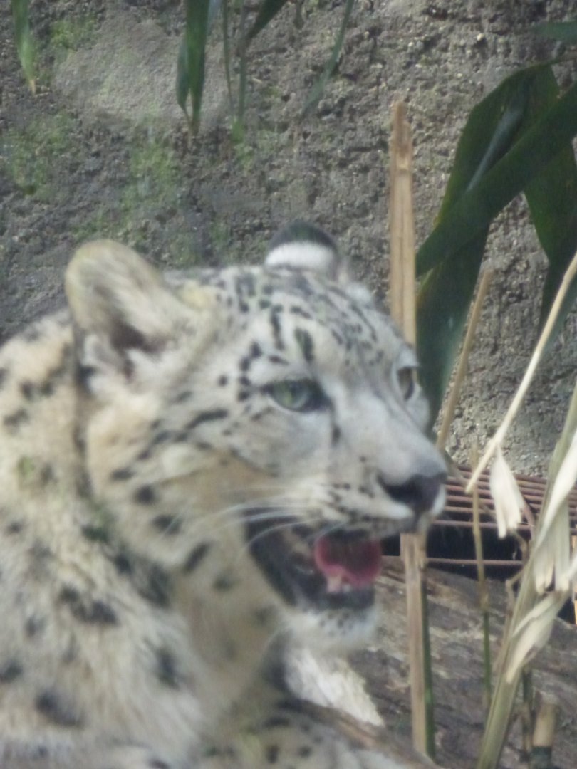 Snow leopard