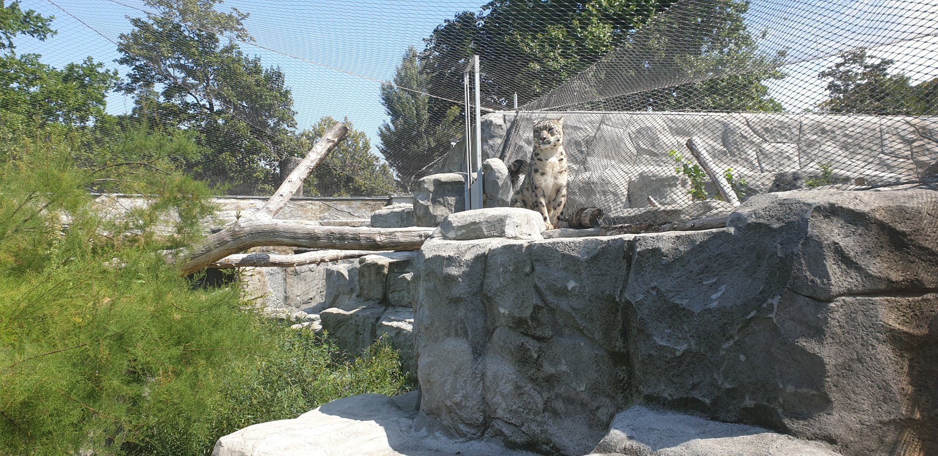 Snow Leopard