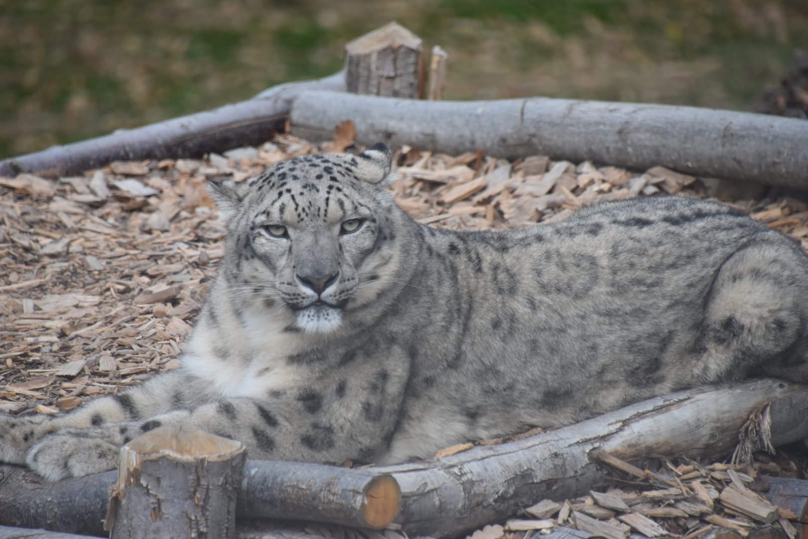 Snow leopard