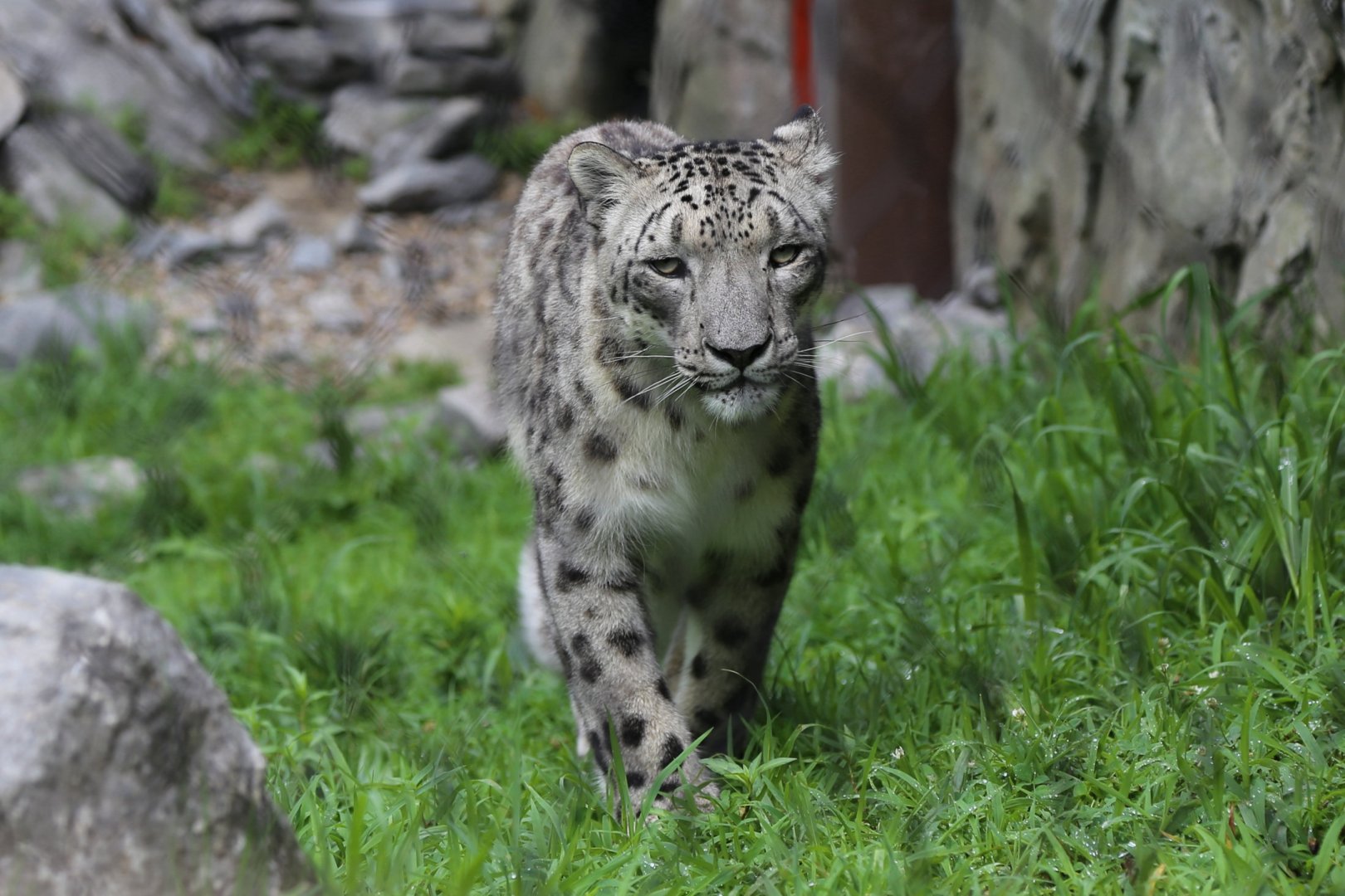 Snow Leopard