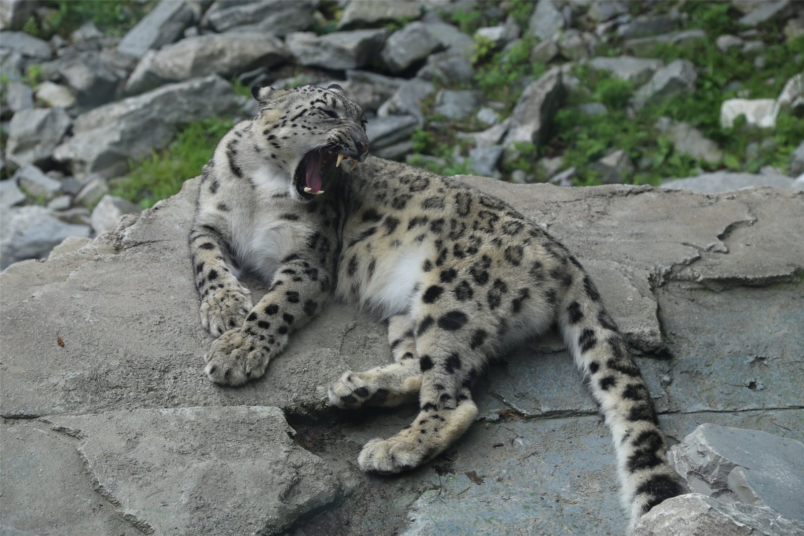 Snow Leopard
