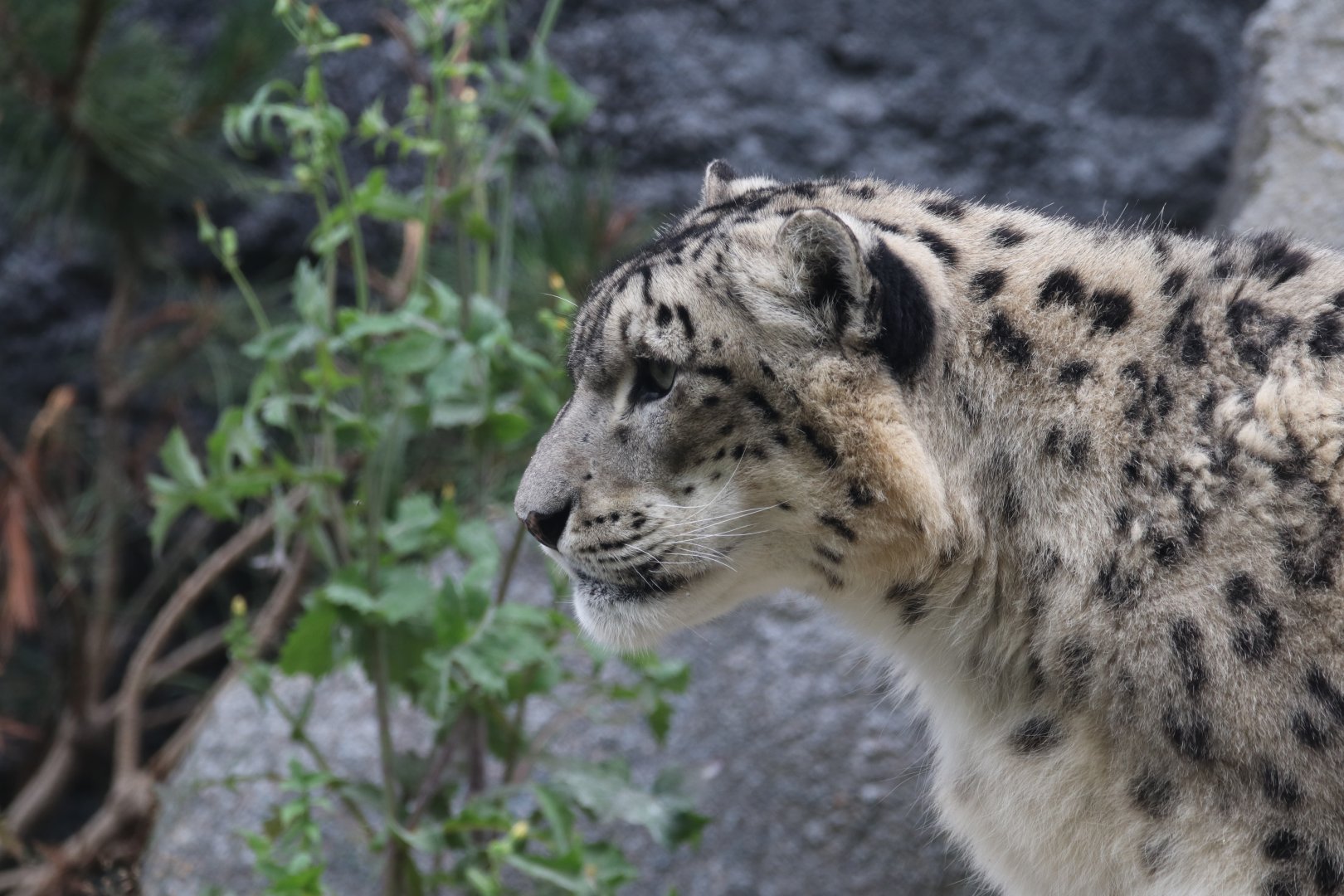 Snow leopard