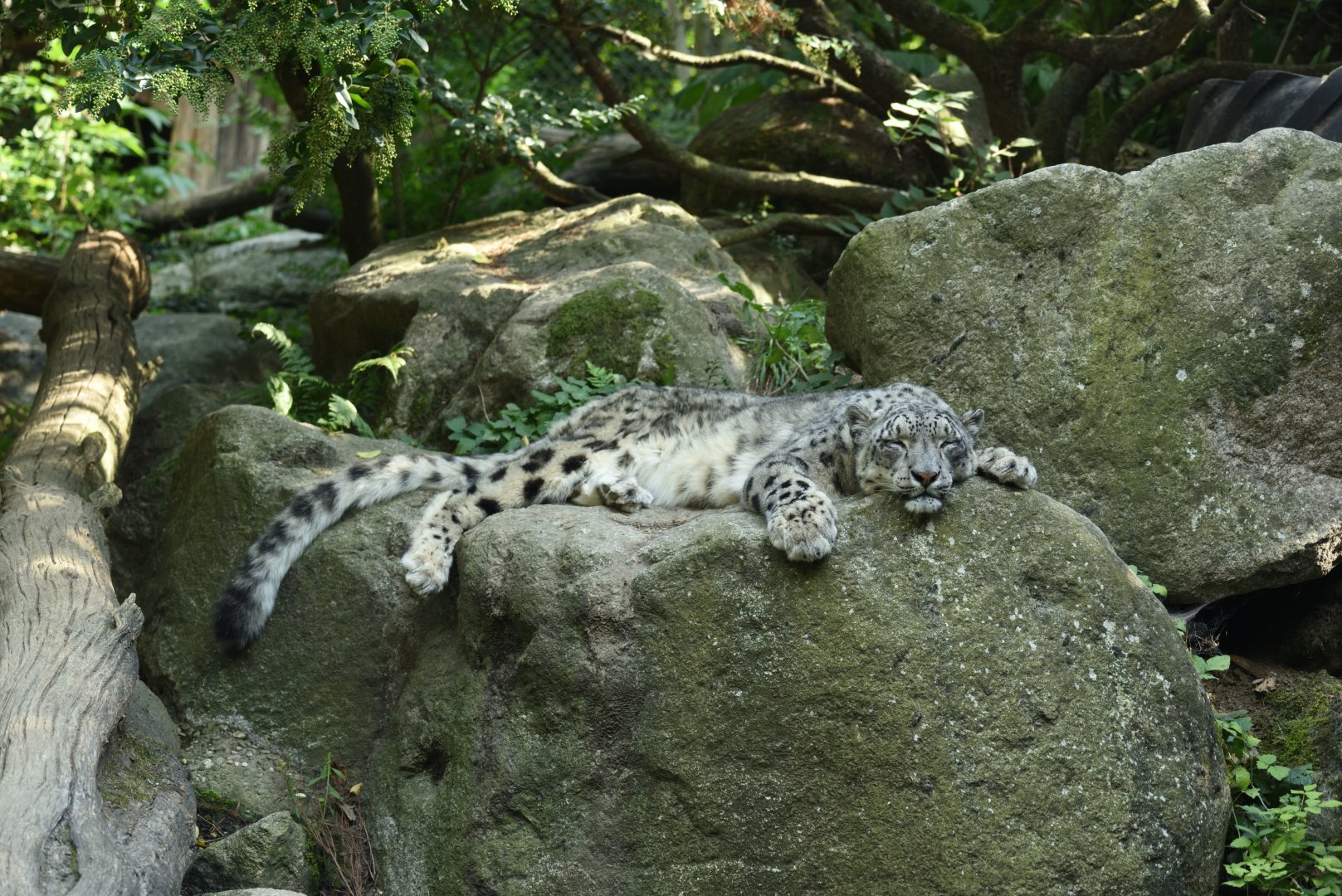 Snow leopard