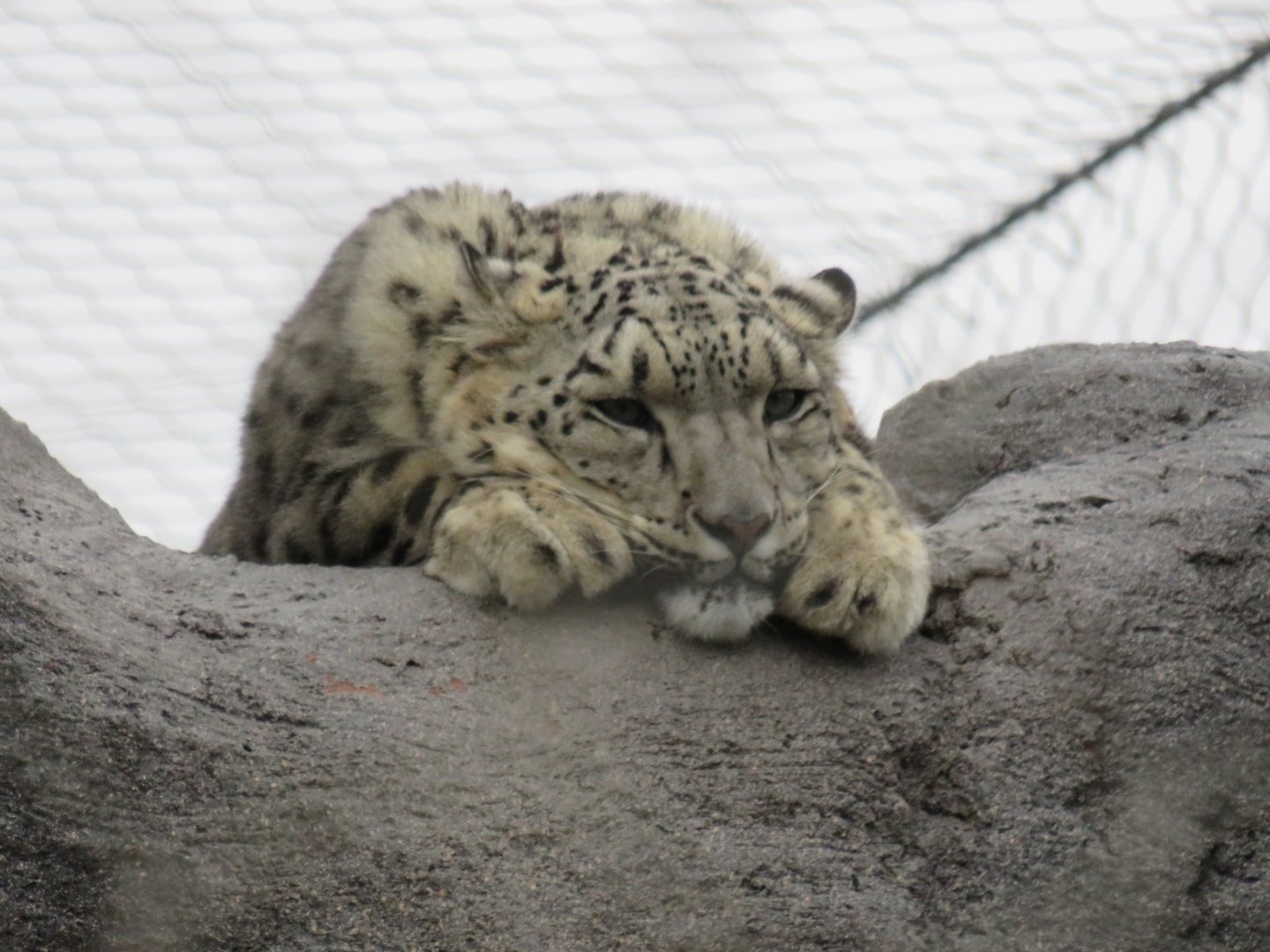 Snow leopard