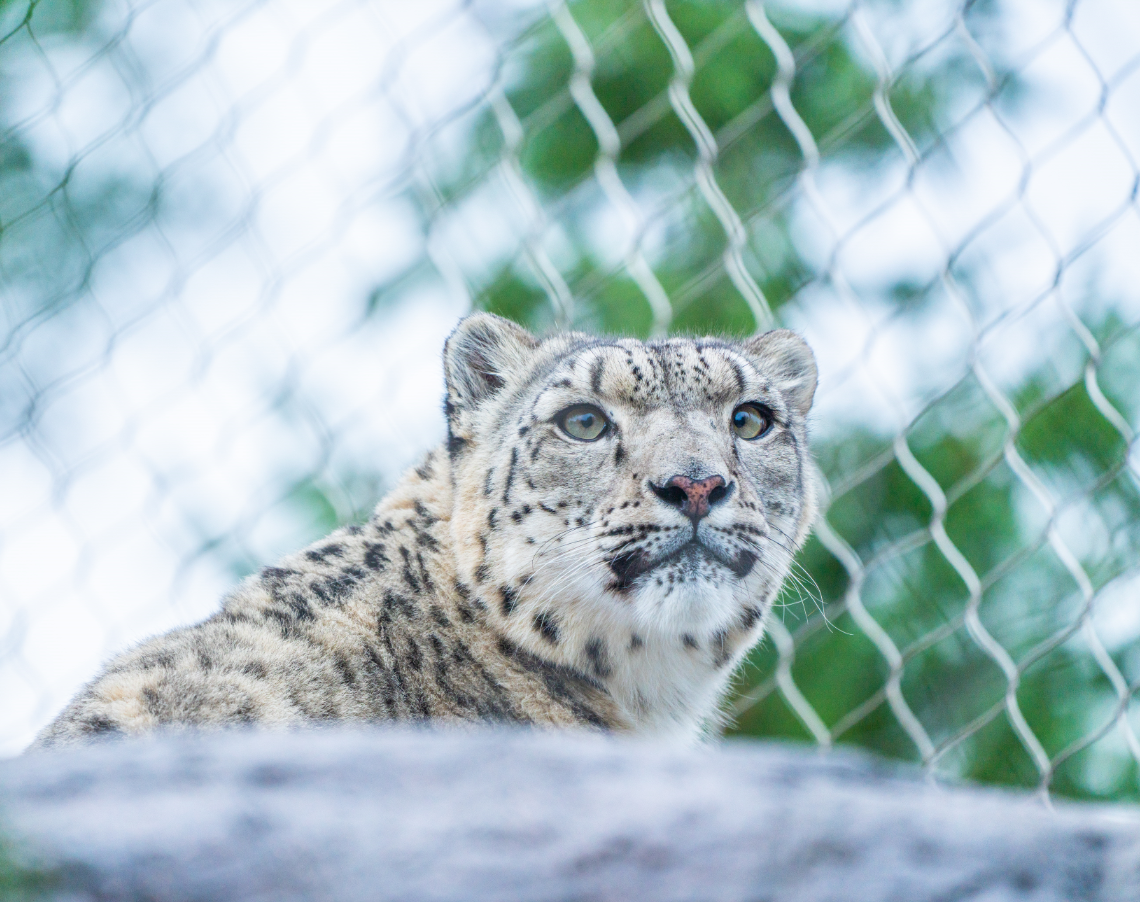 Snow Leopard