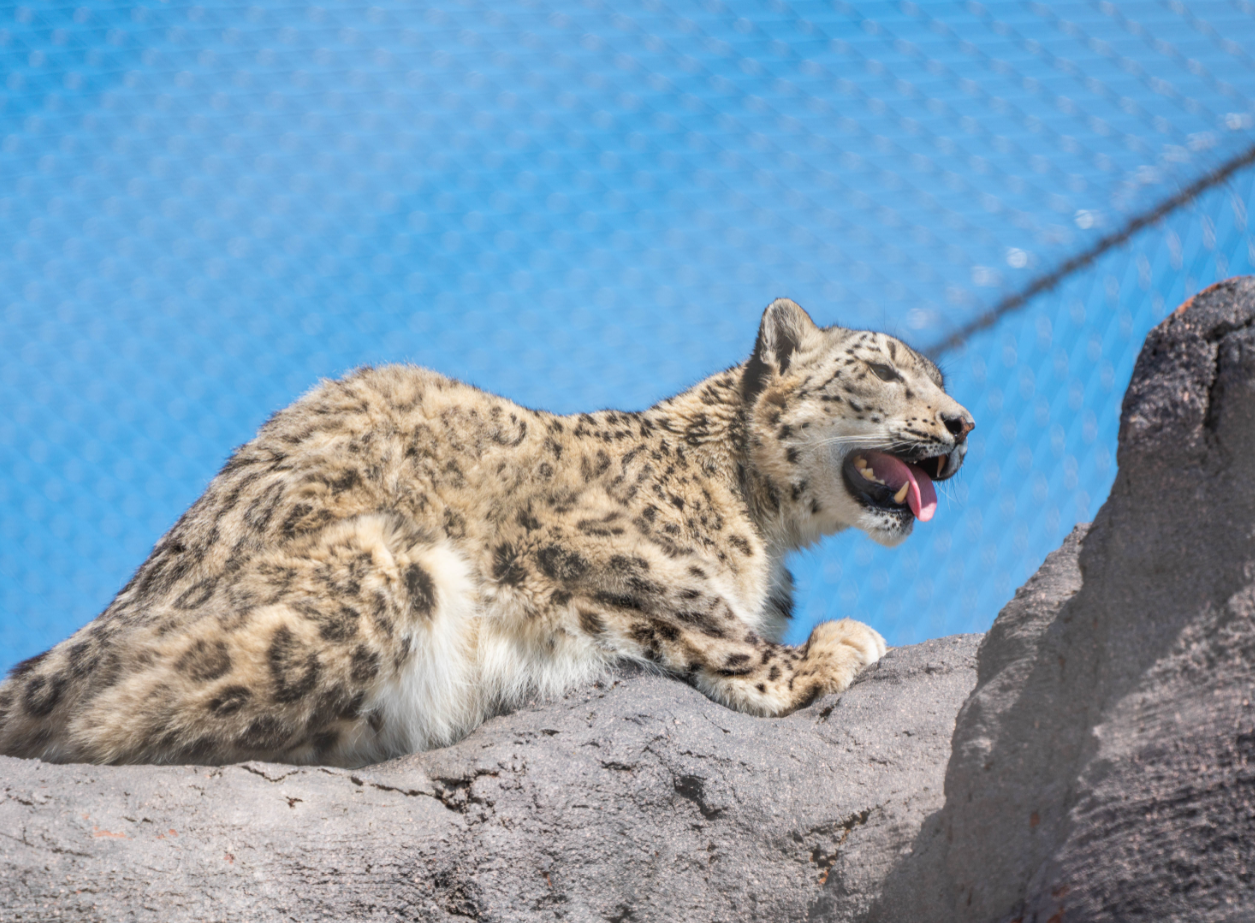 Snow Leopard