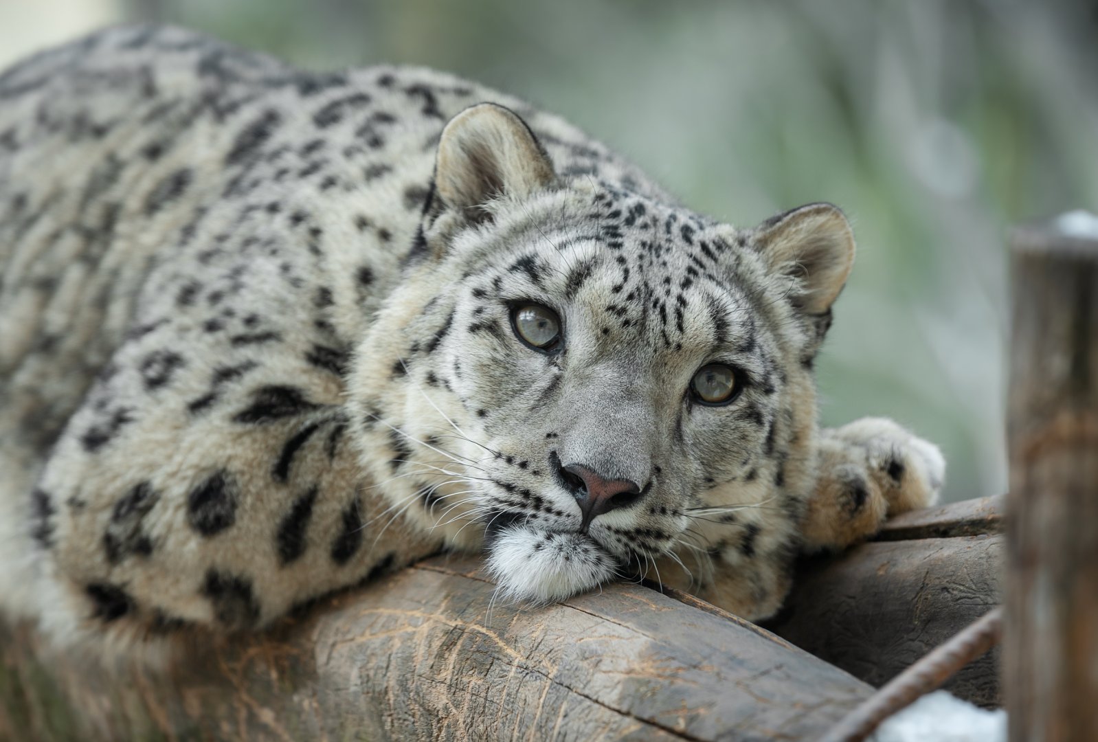 Snow leopard