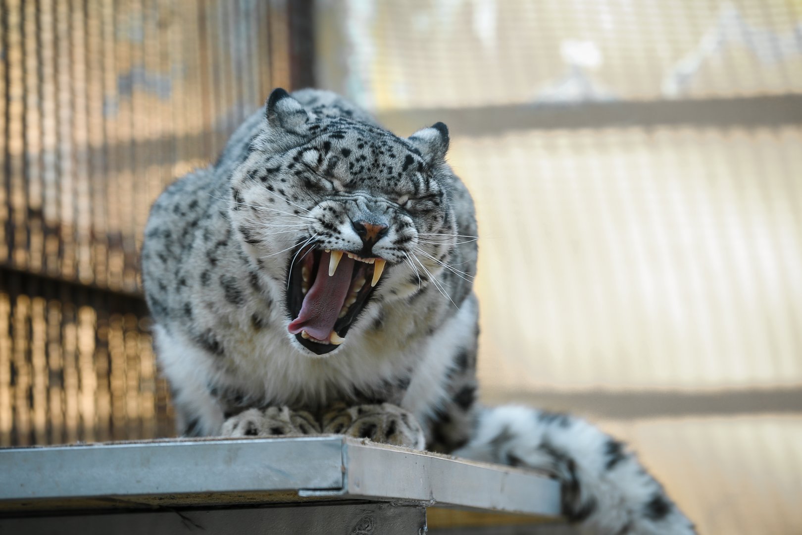 Snow leopard