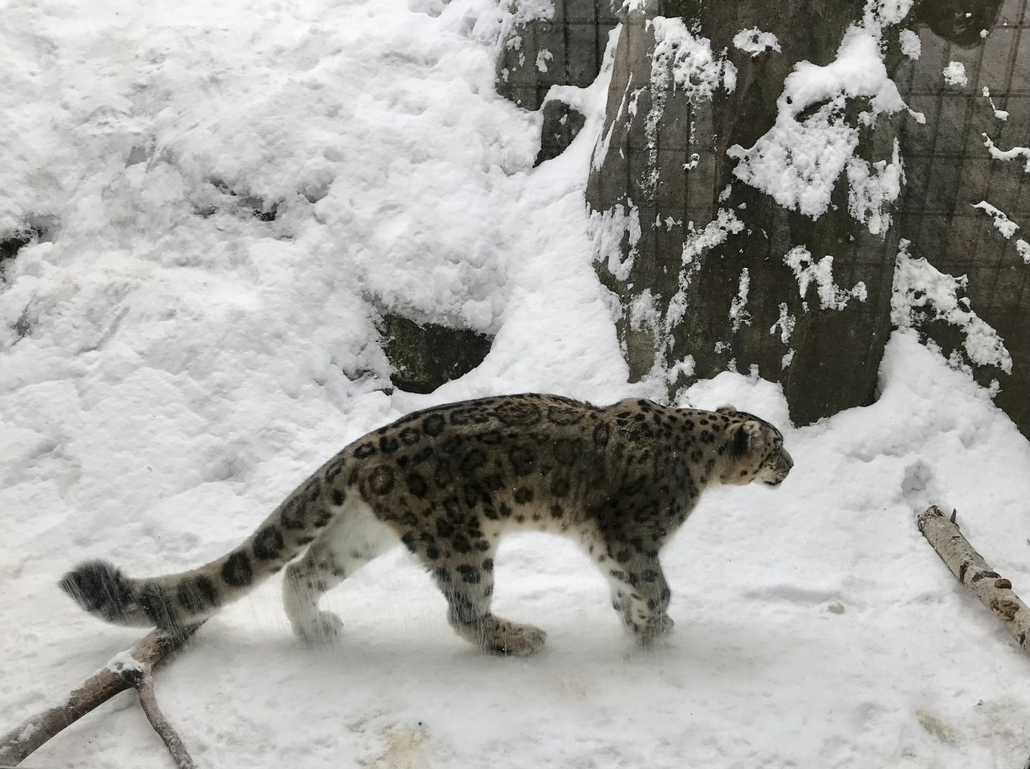 Snow Leopard