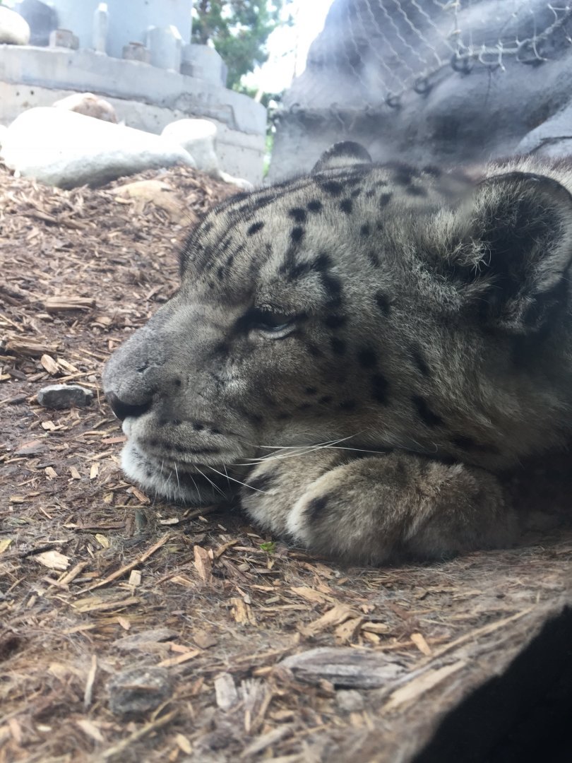 Snow Leopard