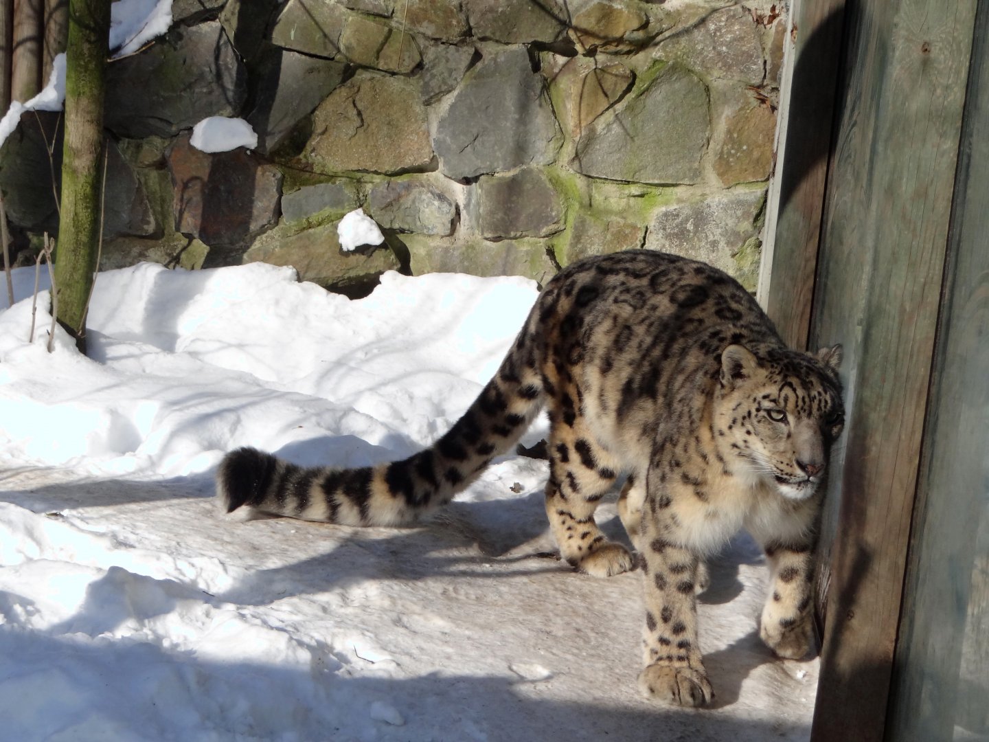 Snow Leopard