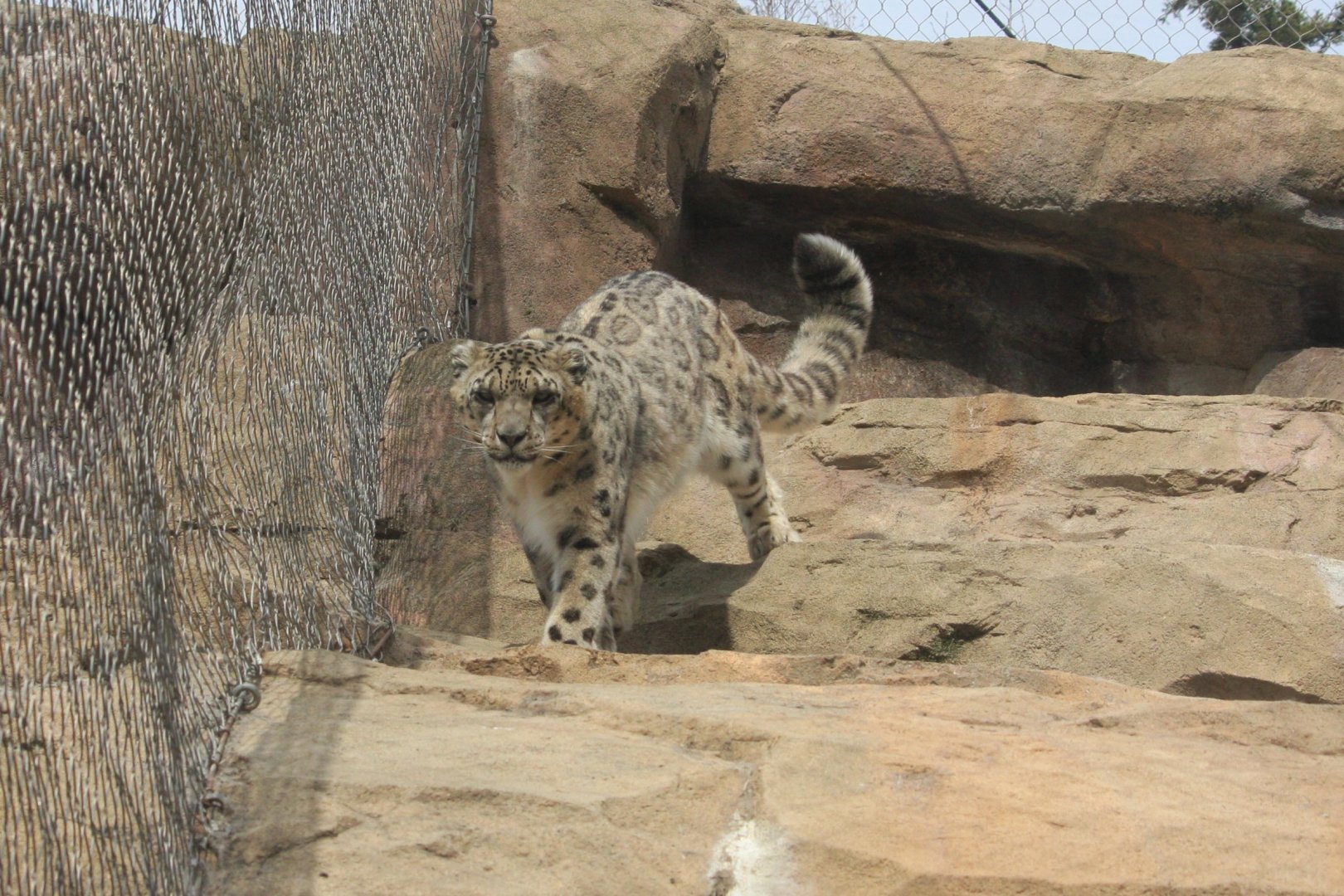 Snow Leopard