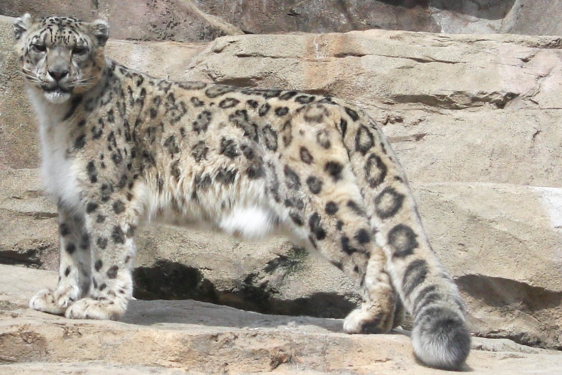 Snow Leopard