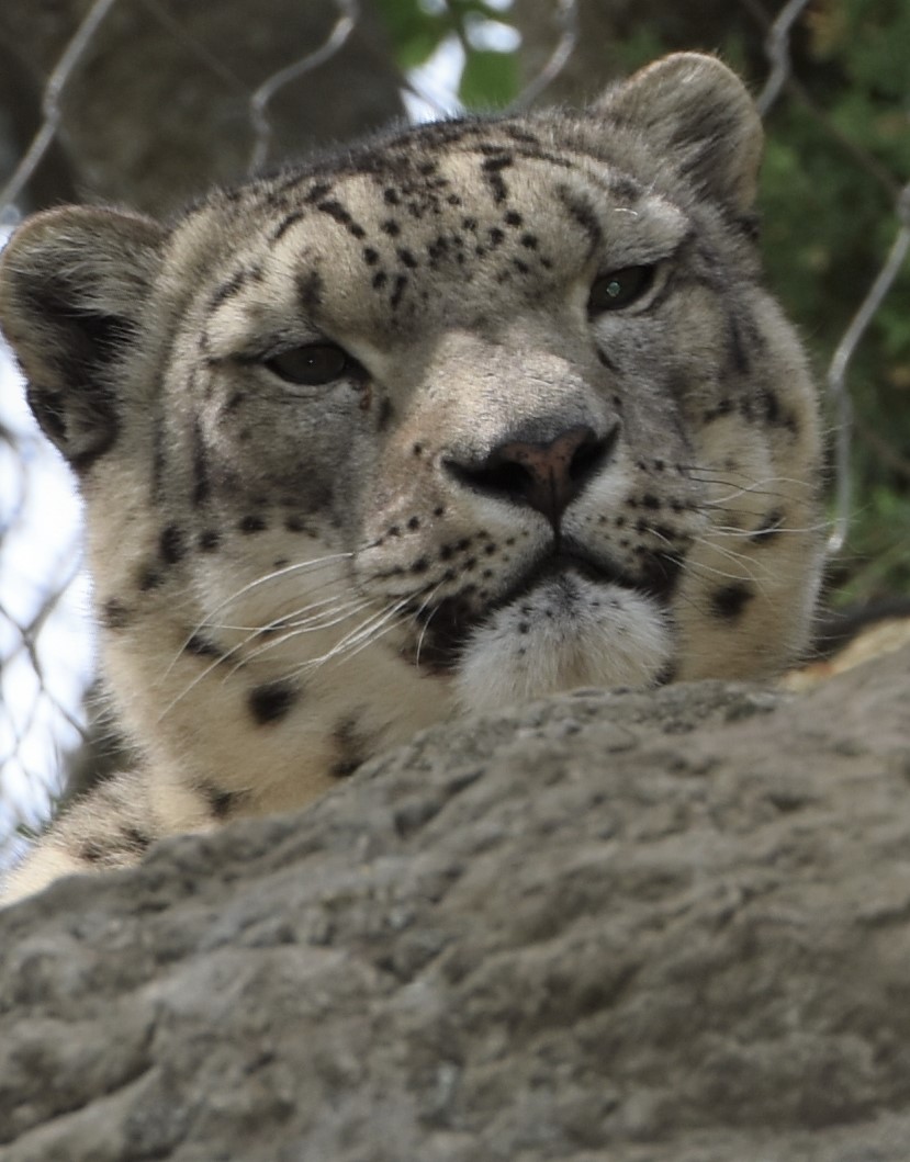 Snow leopard
