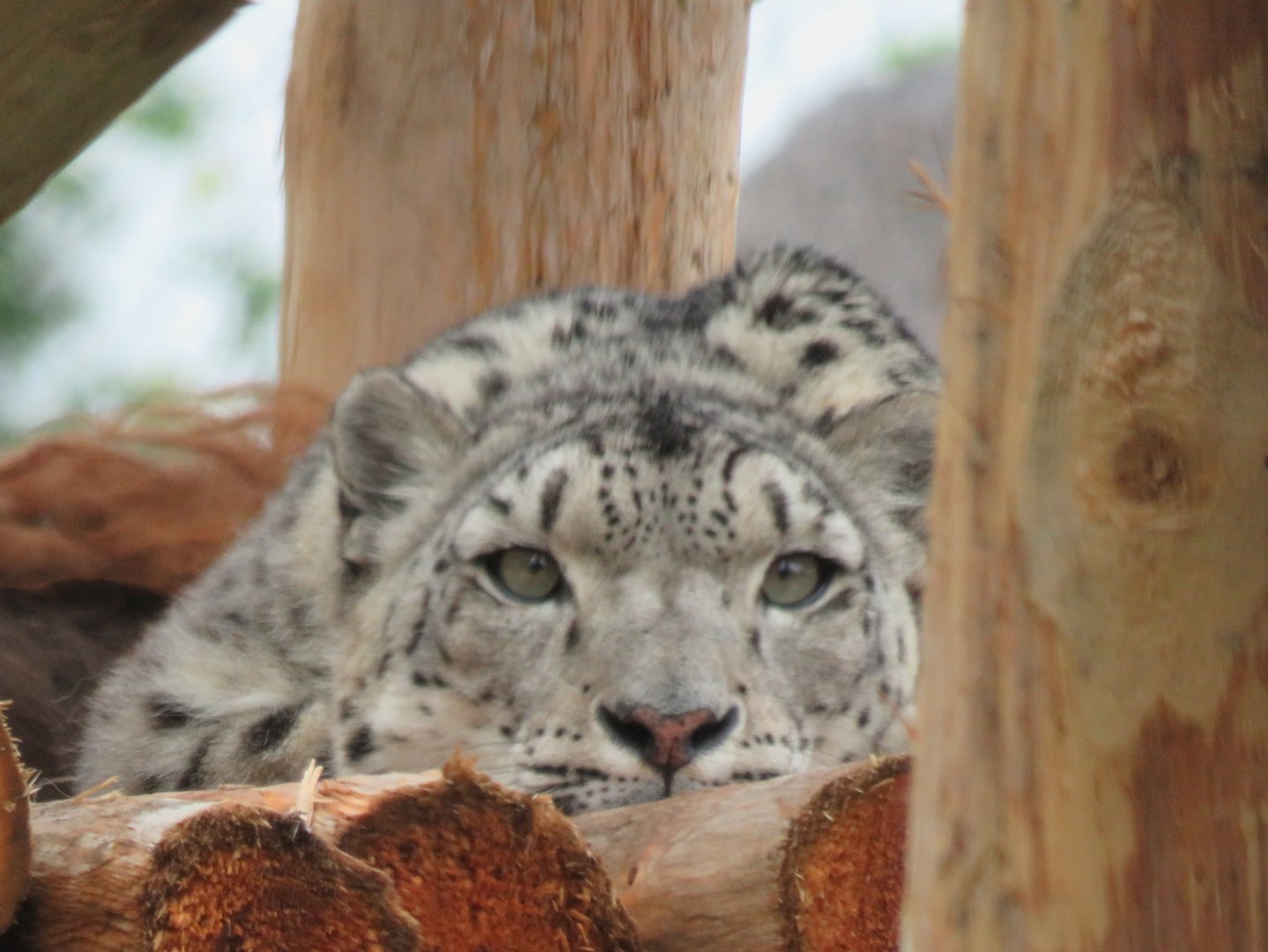 Snow leopard