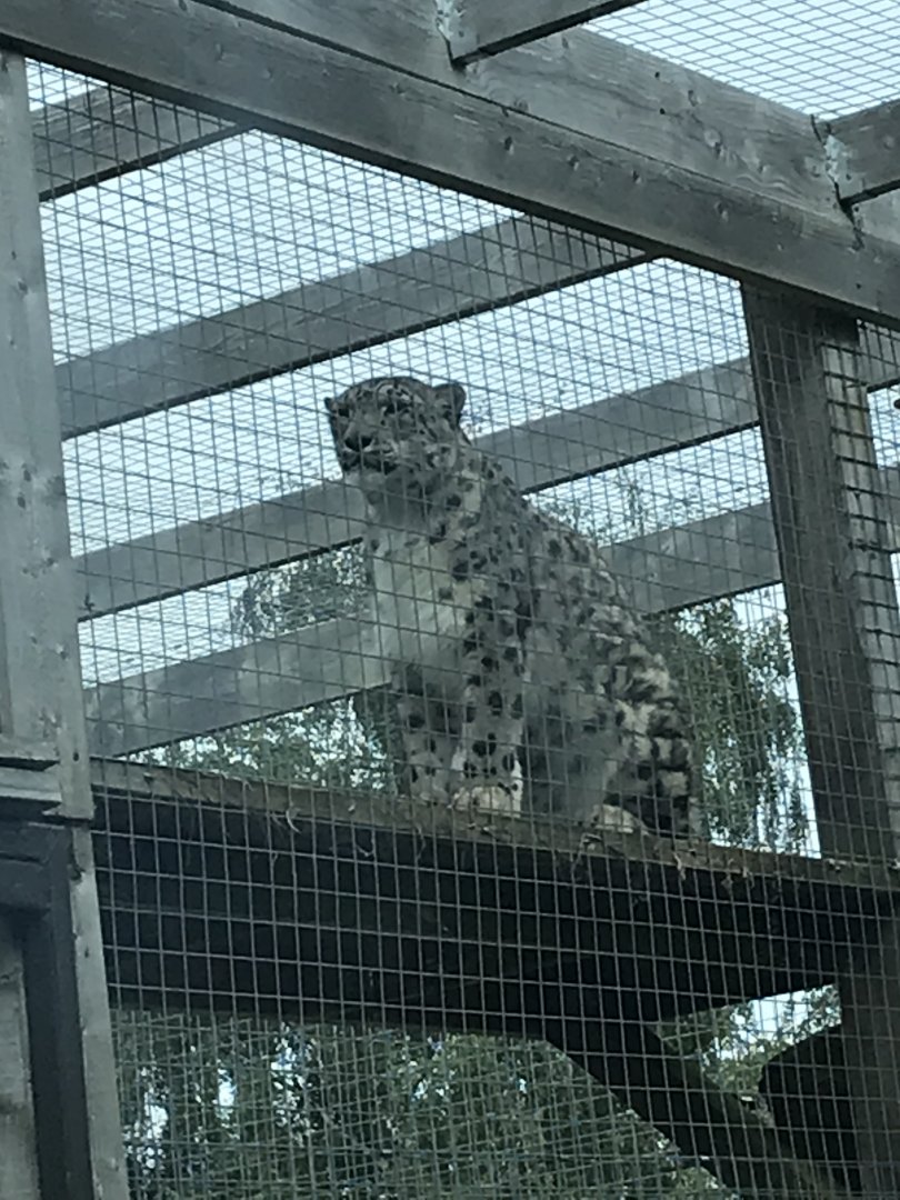 Snow leopard