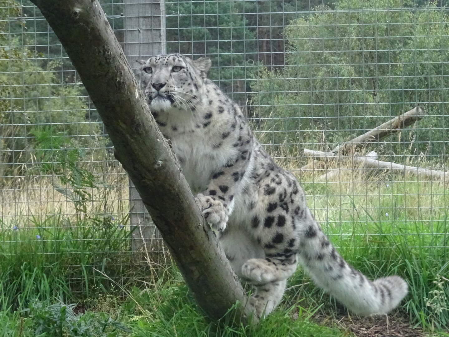 Snow Leopard