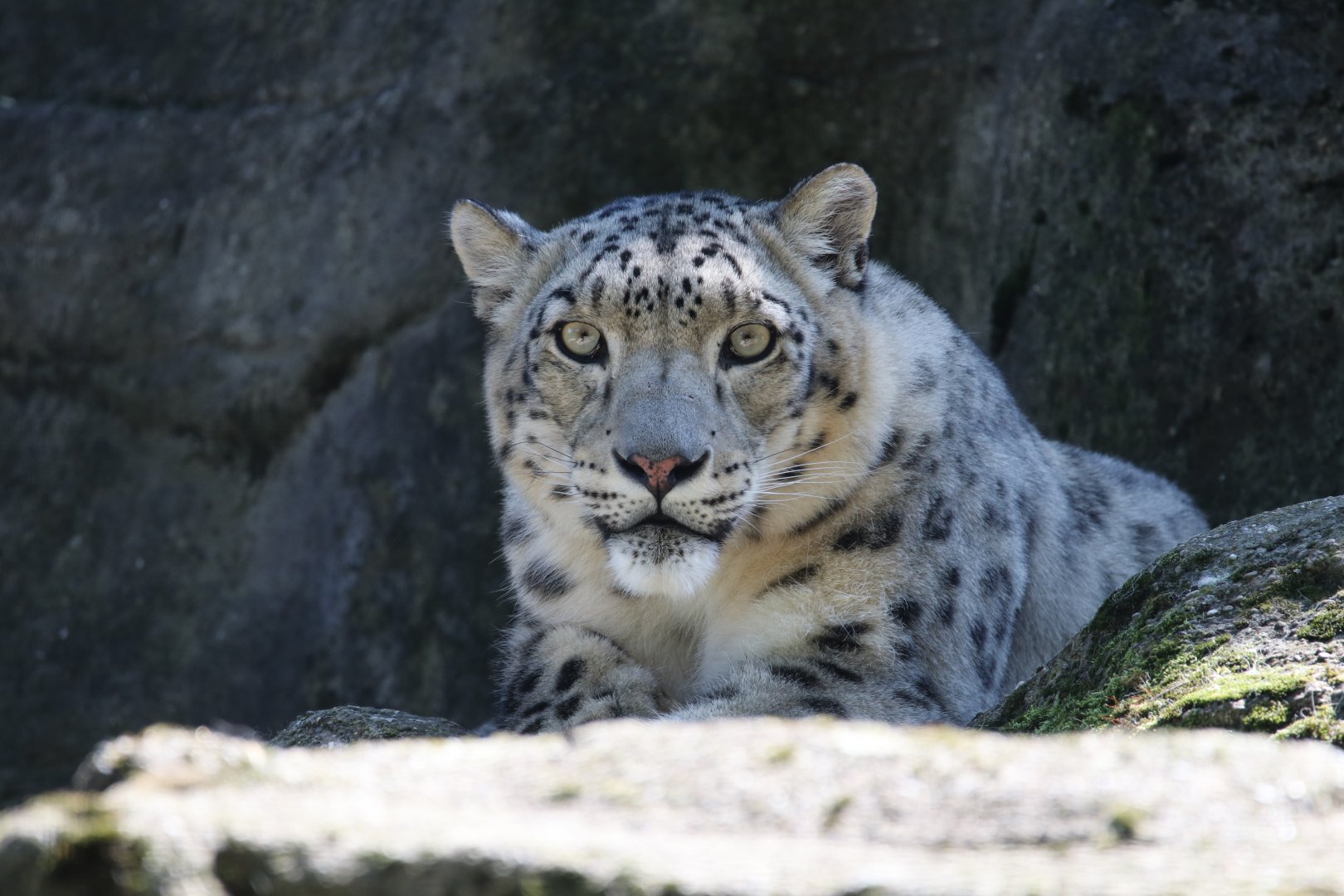 Snow leopard