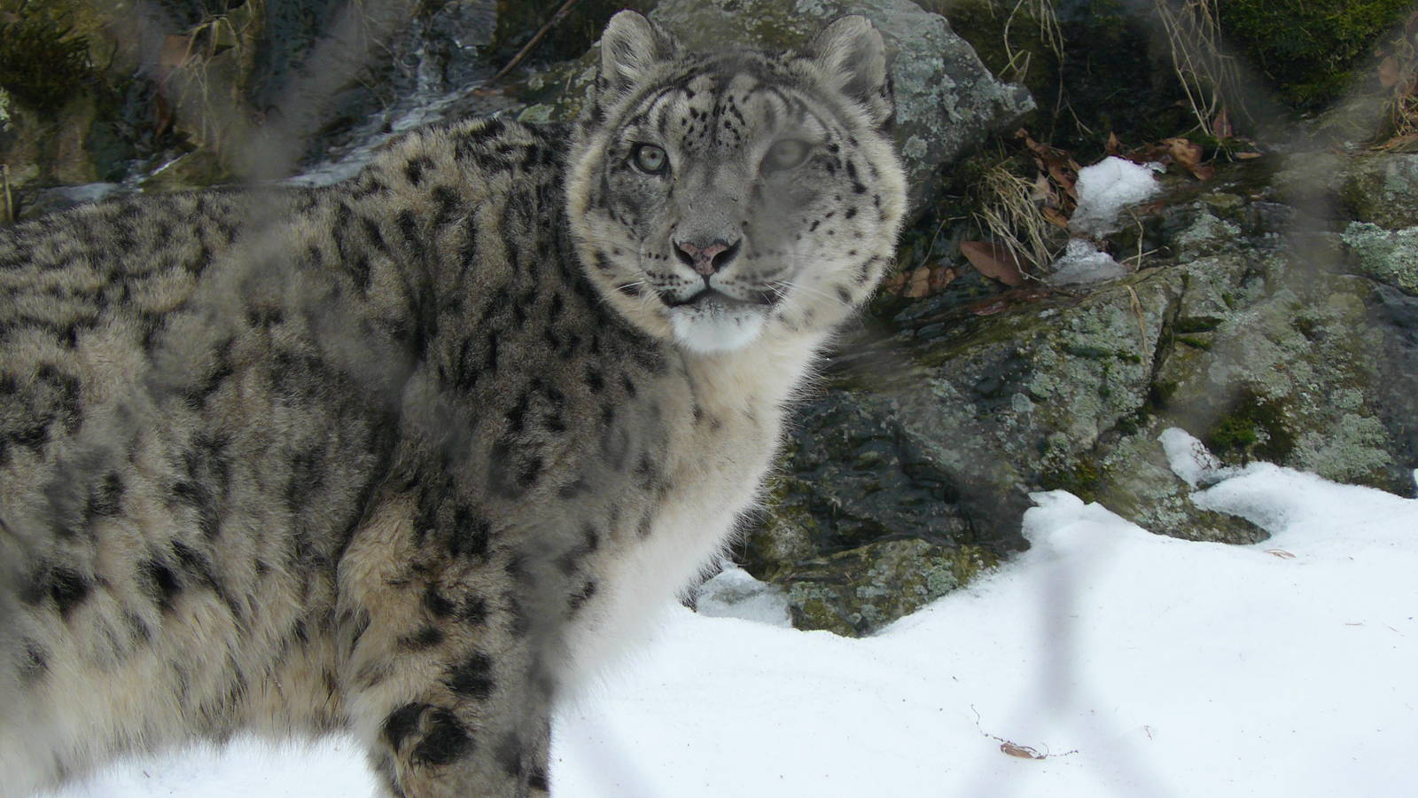 Snow leopard