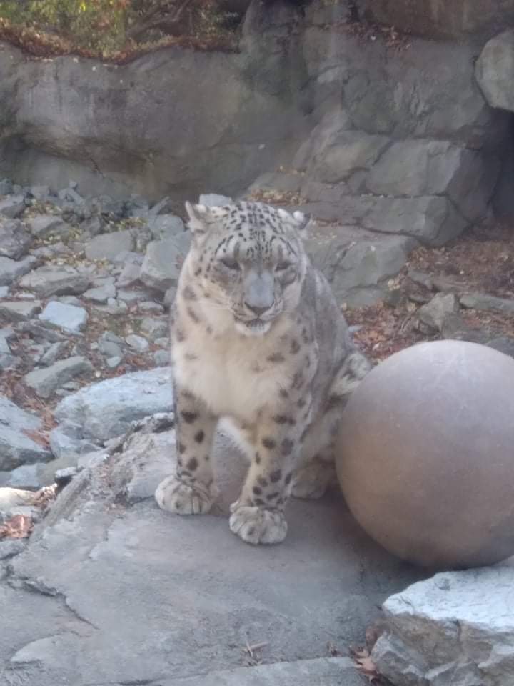 Snow leopard