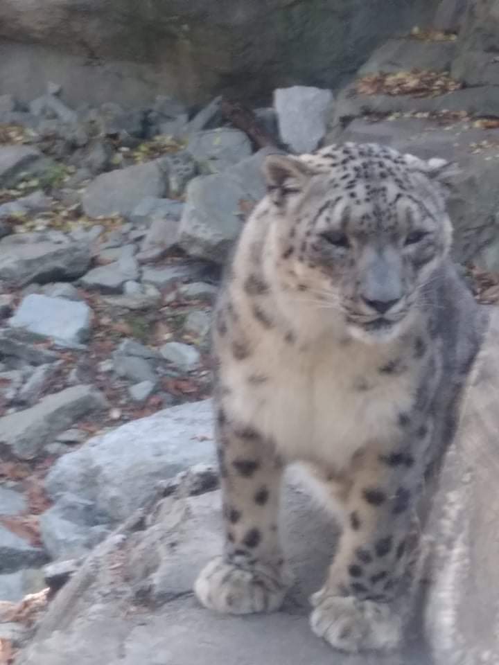 Snow leopard