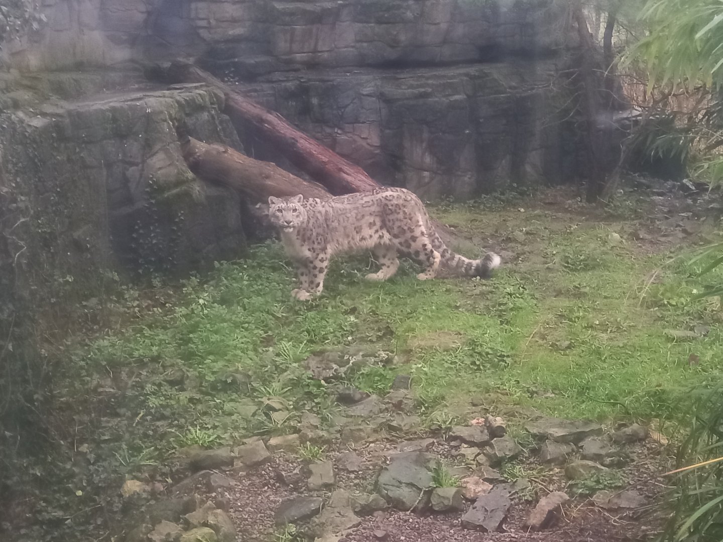 Snow Leopard