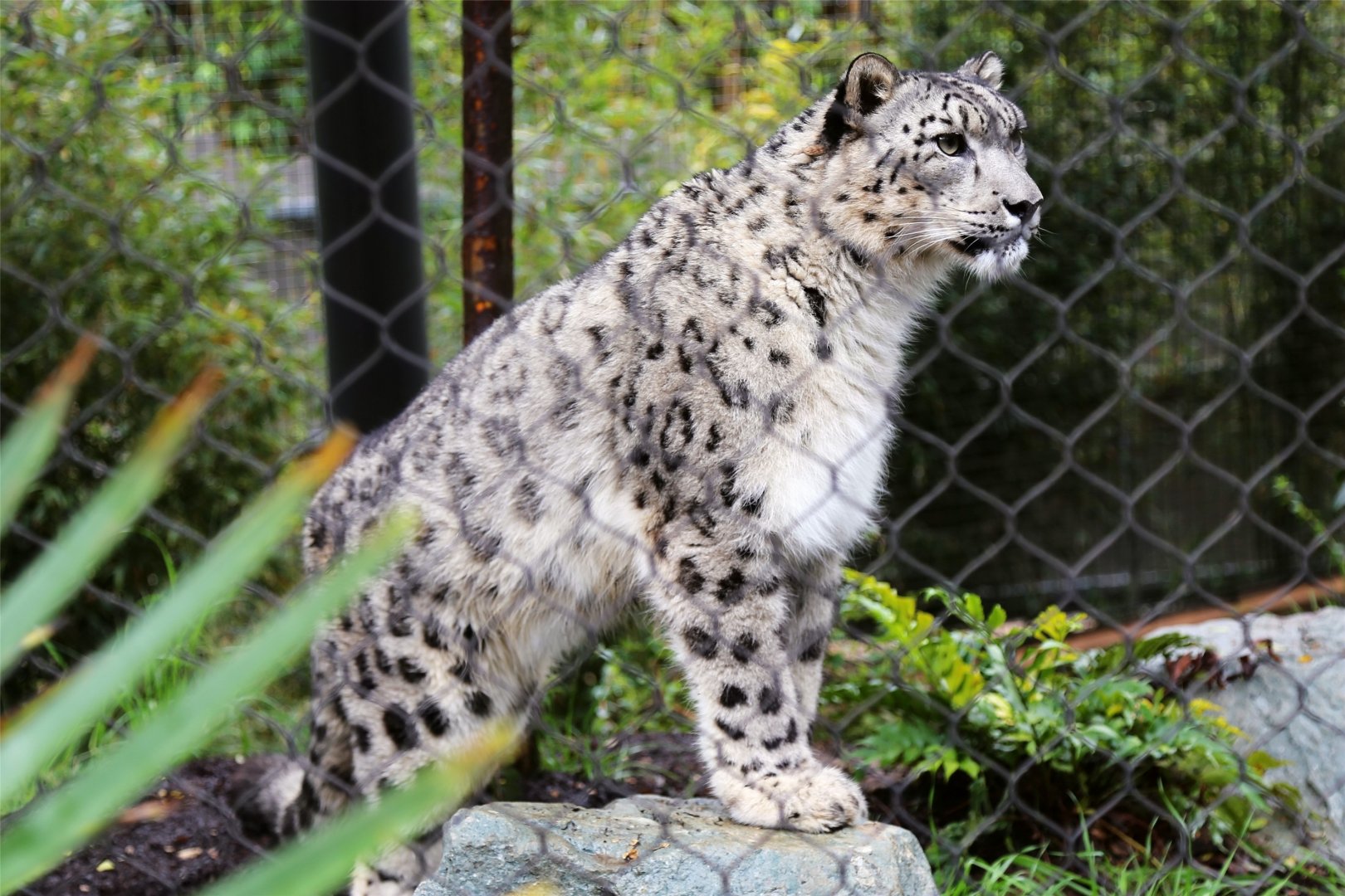 Snow Leopard