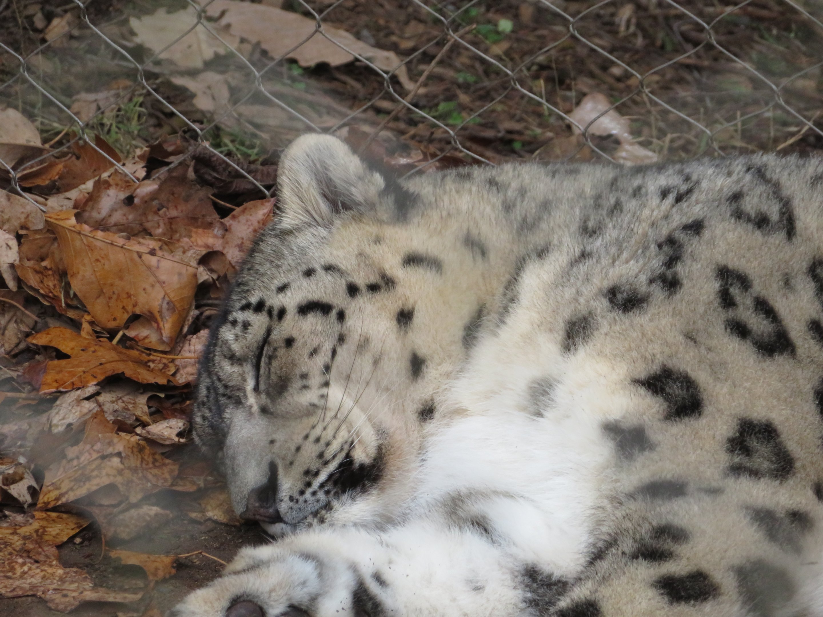 Snow Leopard