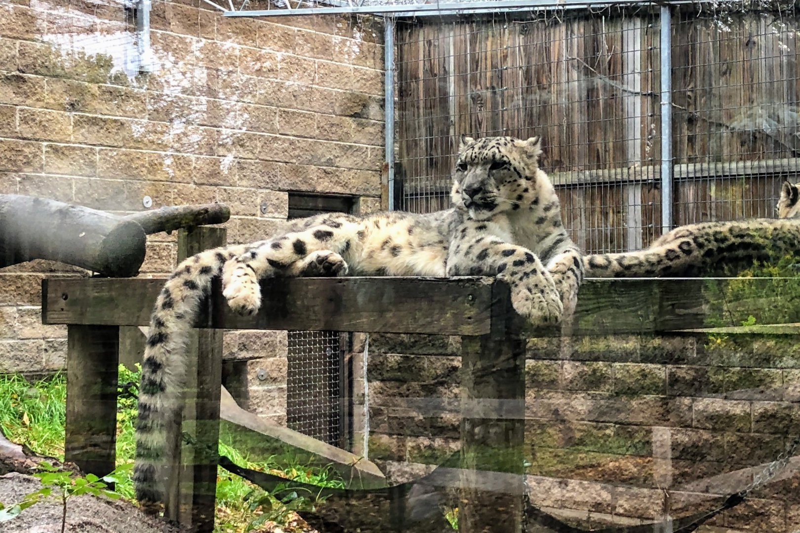 Snow Leopard