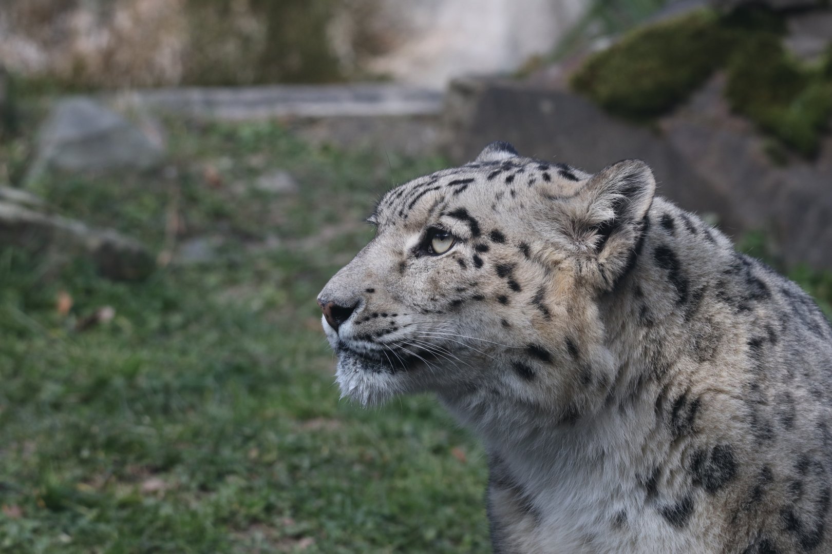 Snow leopard