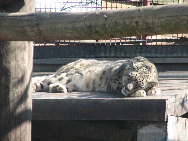 Snow leopard