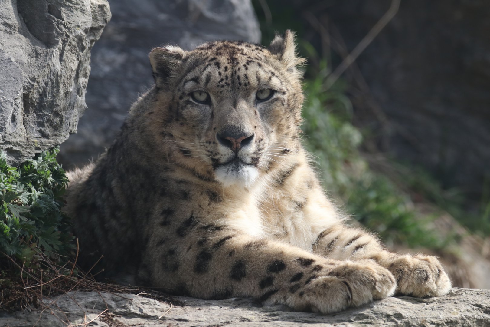 Snow leopard