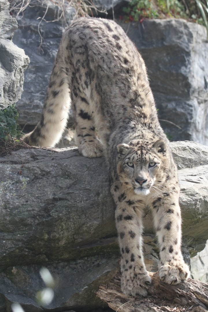 Snow leopard