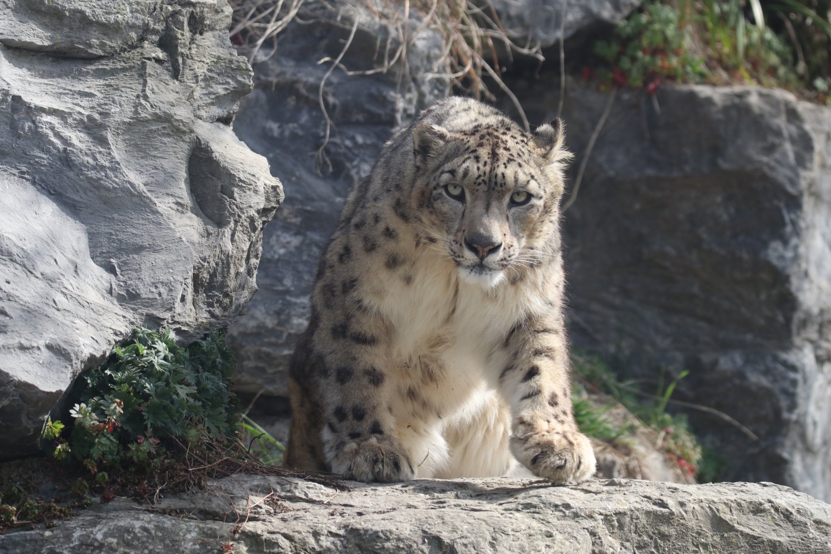 Snow leopard