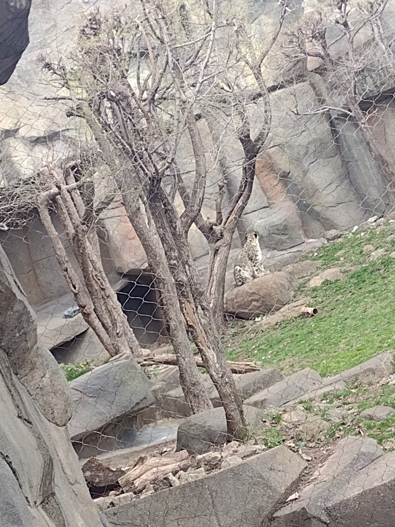 Snow leopard