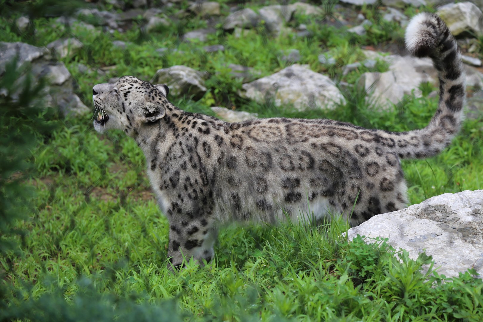Snow Leopard