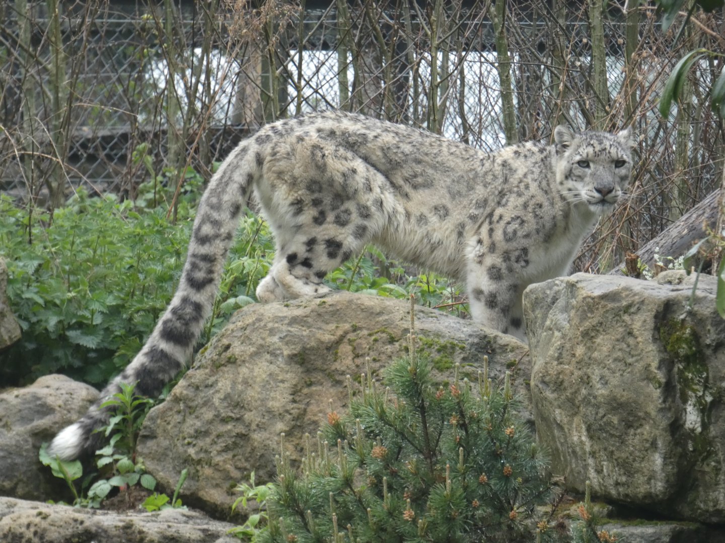 Snow leopard