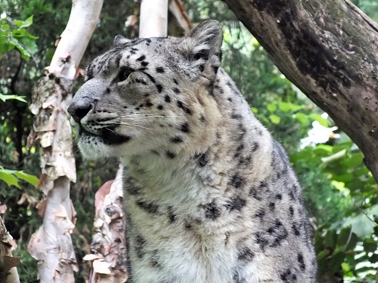 Snow leopard