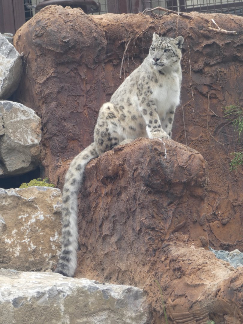 Snow leopard