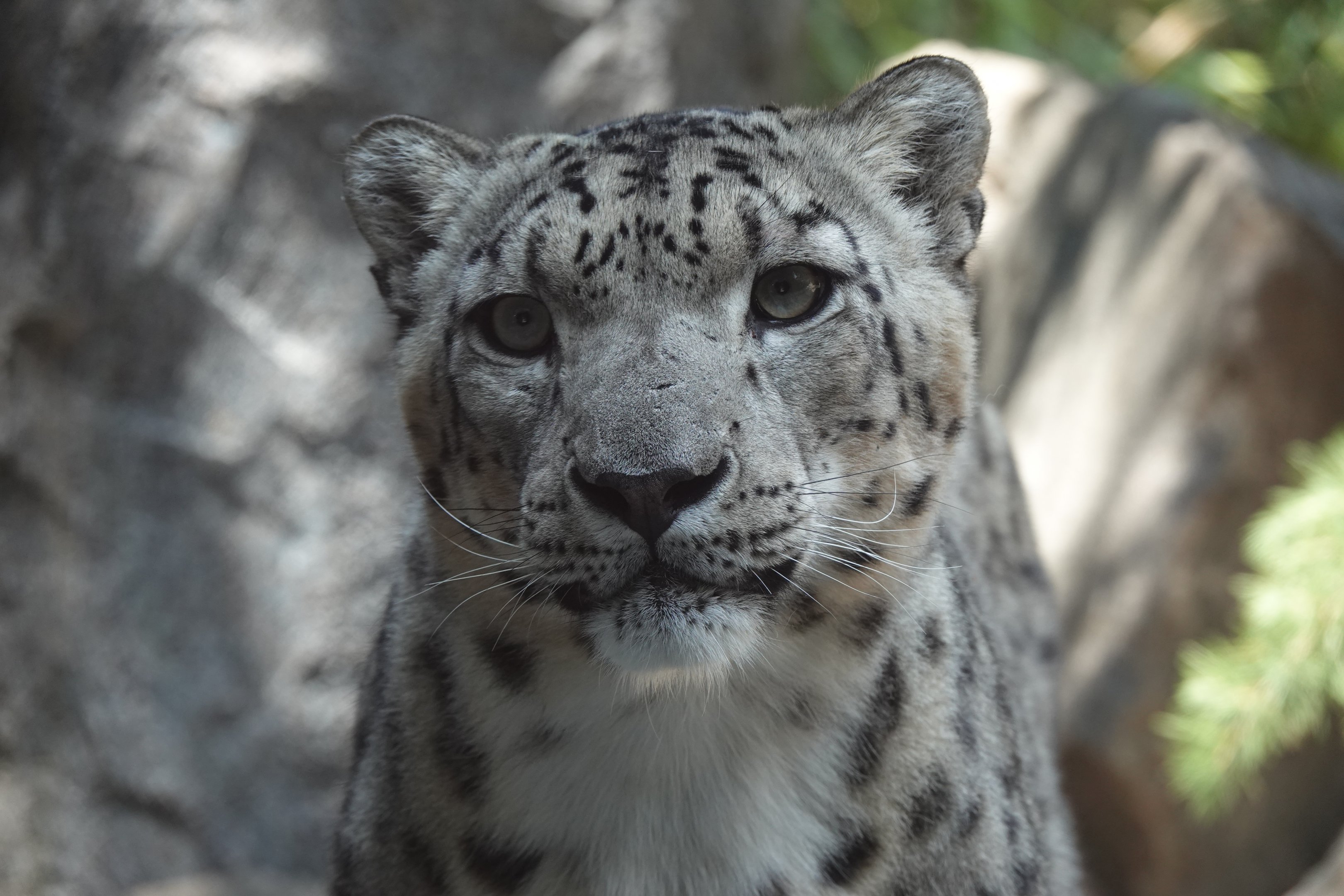 Snow leopard