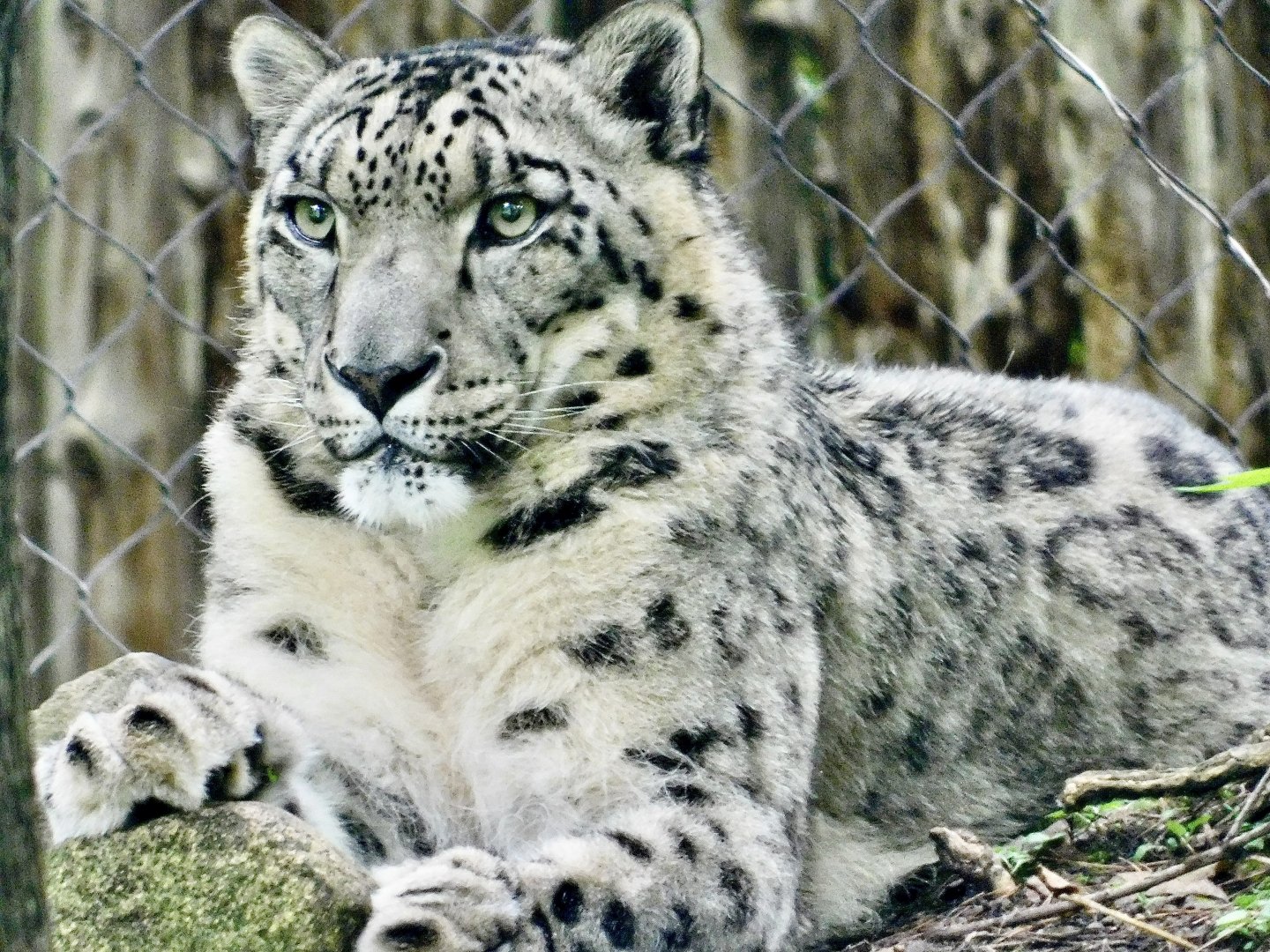 Snow Leopard