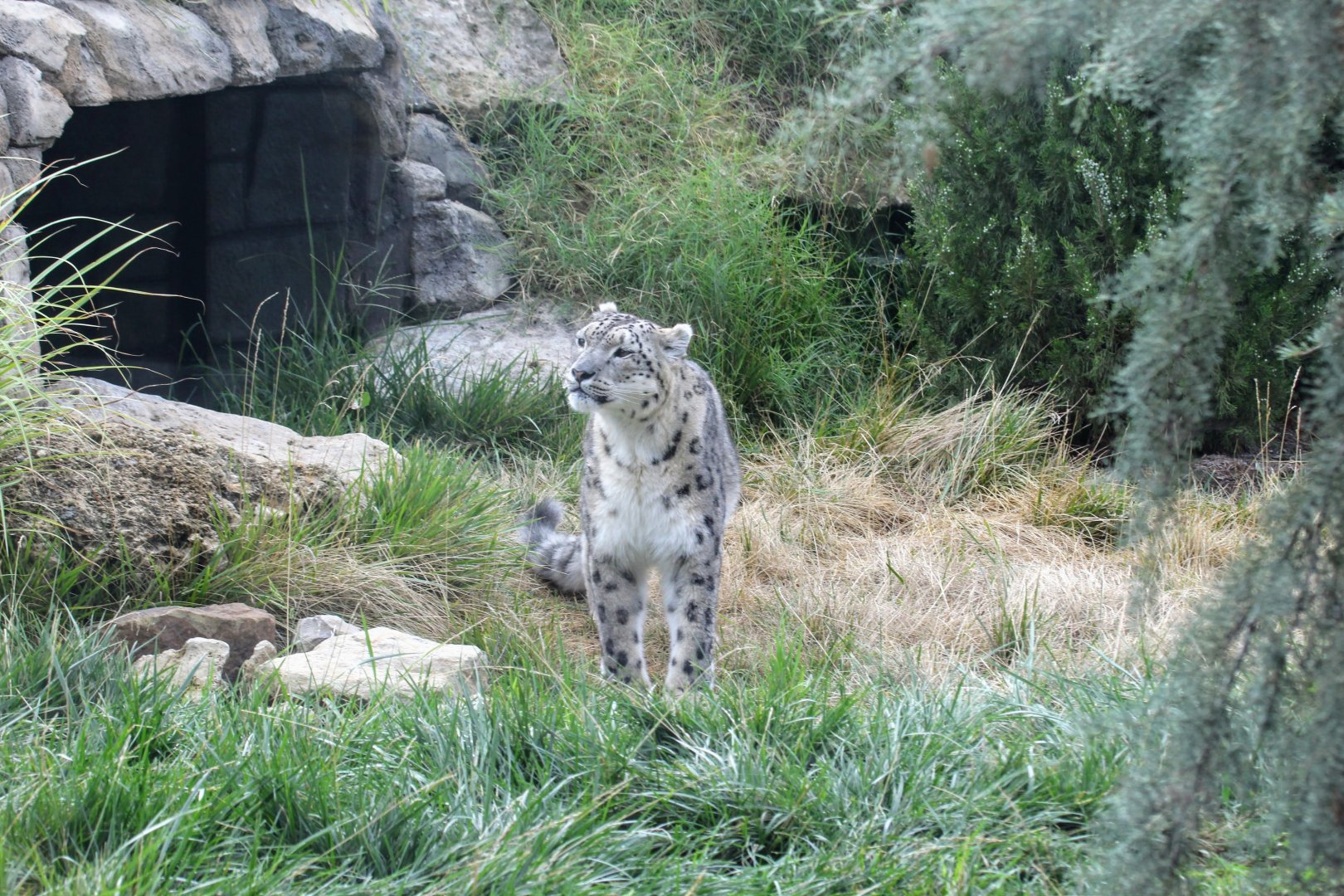 Snow Leopard