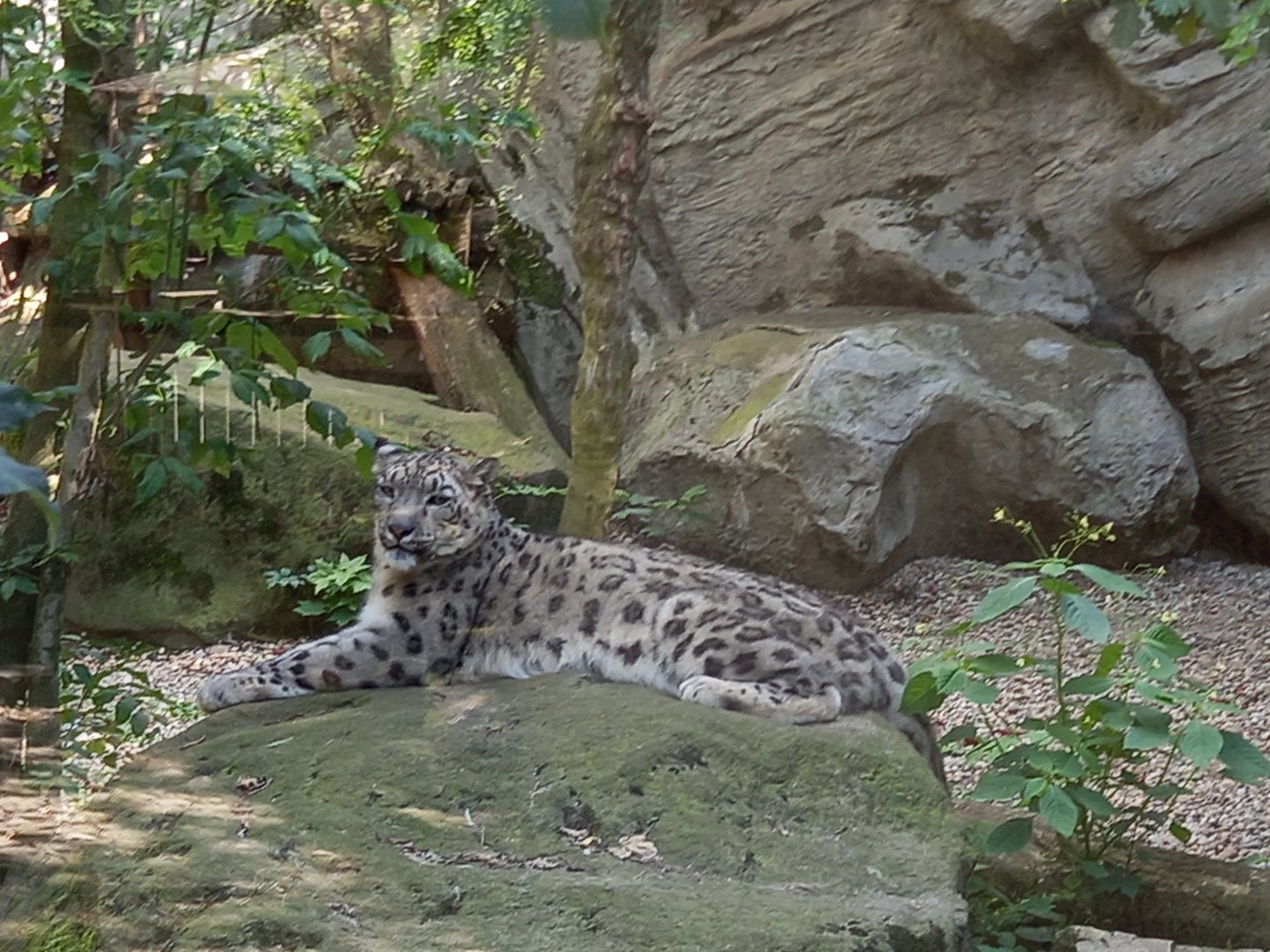 Snow leopard