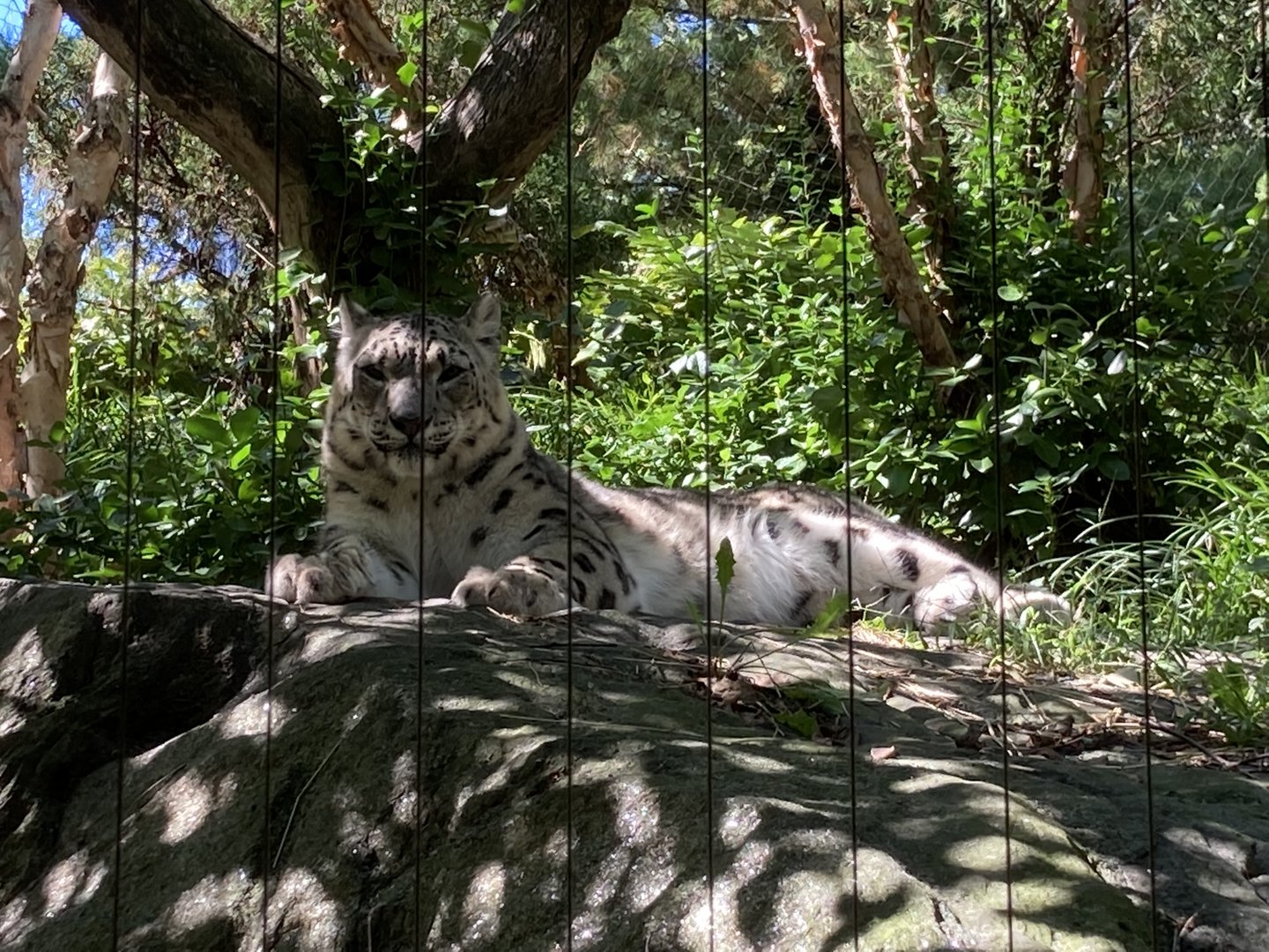 Snow Leopard