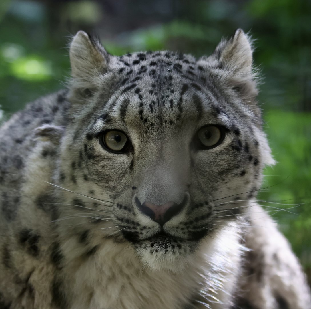 Snow Leopard