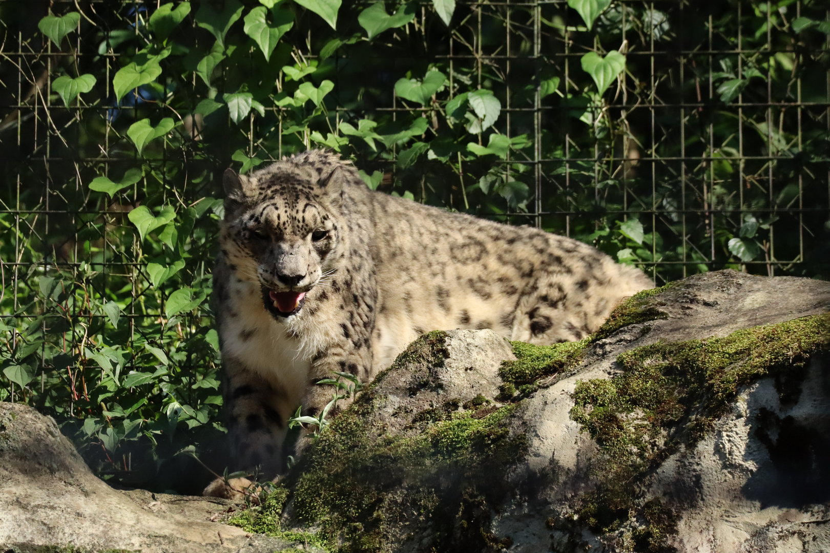 Snow Leopard