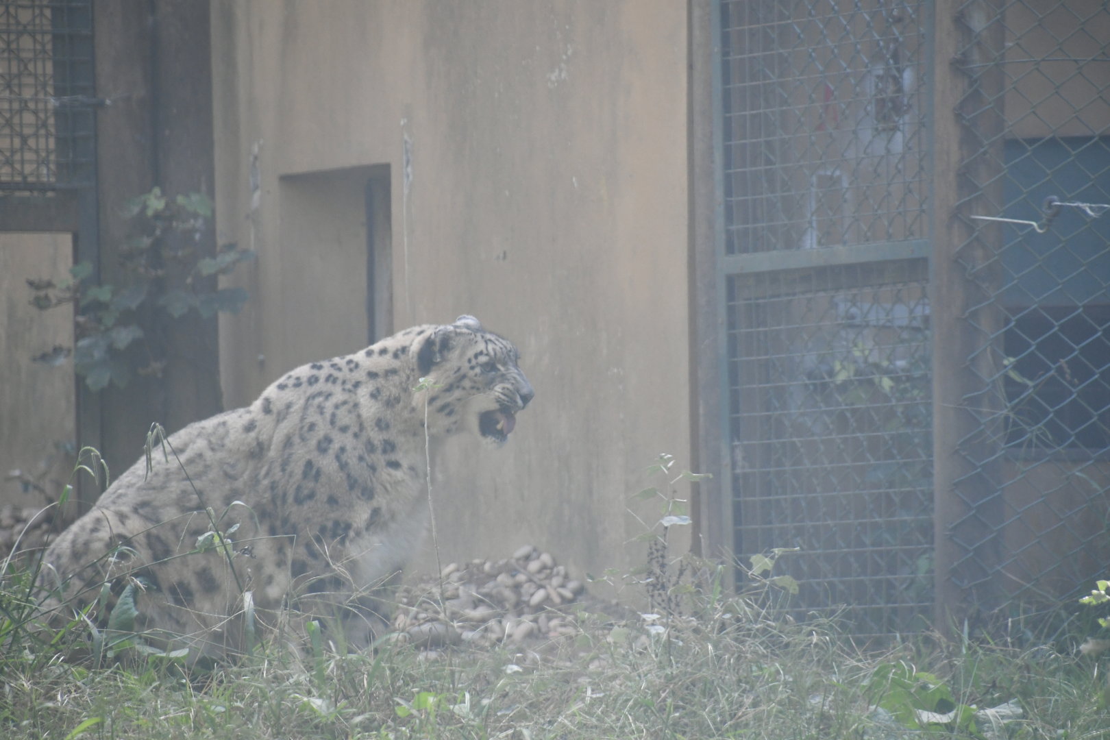 Snow Leopard